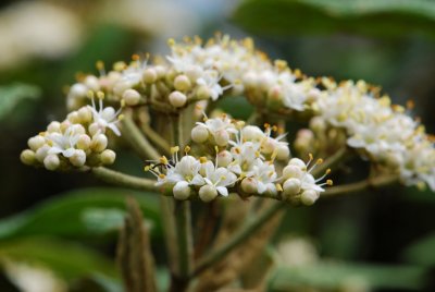 Viburnum rhytidophyllum - kalina vrásčitolistá - květ